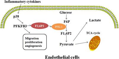 Pathogenic role of PFKFB3 in endothelial inflammatory diseases